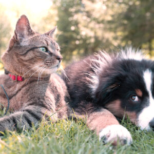 Pet service